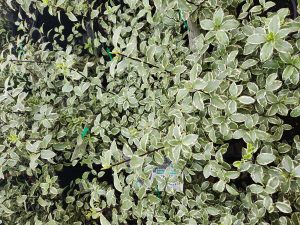 Lavandula 'Meerlo' Lavender features green and white variegated foliage, densely arranged in a 6" pot with a small plant tag nestled among the leaves.