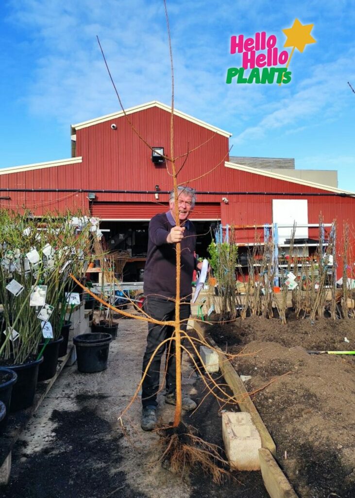 Hello Hello plants nursery melbourne victoria australia Acer Campastre Common Field Maple Bare Root