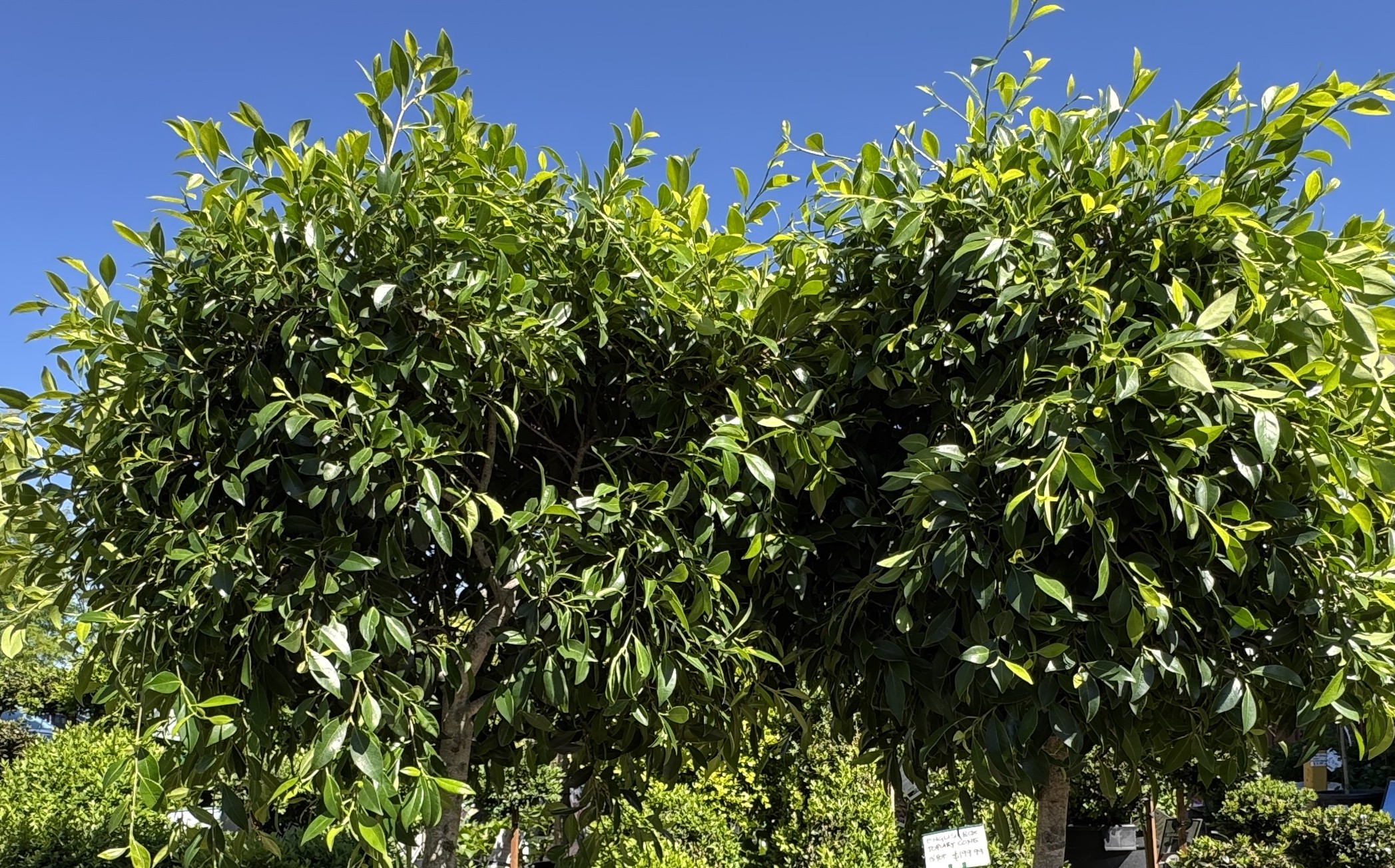 Two lush green Ficus hillii 'Koh' trees with dense foliage stand together beneath a clear blue sky, whilst a small white sign appears partly visible at the lower right.
