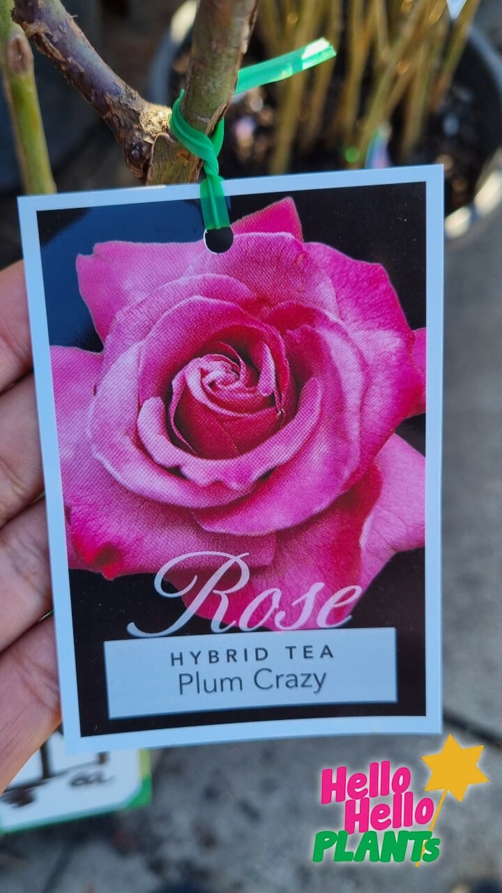 Rose 'Plum Crazy' Bush Form