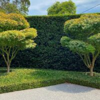 Hello Hello Plants Nursery Campbellfield Melbourne Victoria Australia Andrew Stark Landscape Design Cloud pruned Acer palmatum Japanese Maple Lilly Pilly hedge Trachelospermum jasmine banner