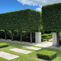 Hello Hello Plants Nursery Campbellfield Melbourne Victoria Australia Andrew Stark Landscape Design Ornamental Pear trees pleached hedge banner