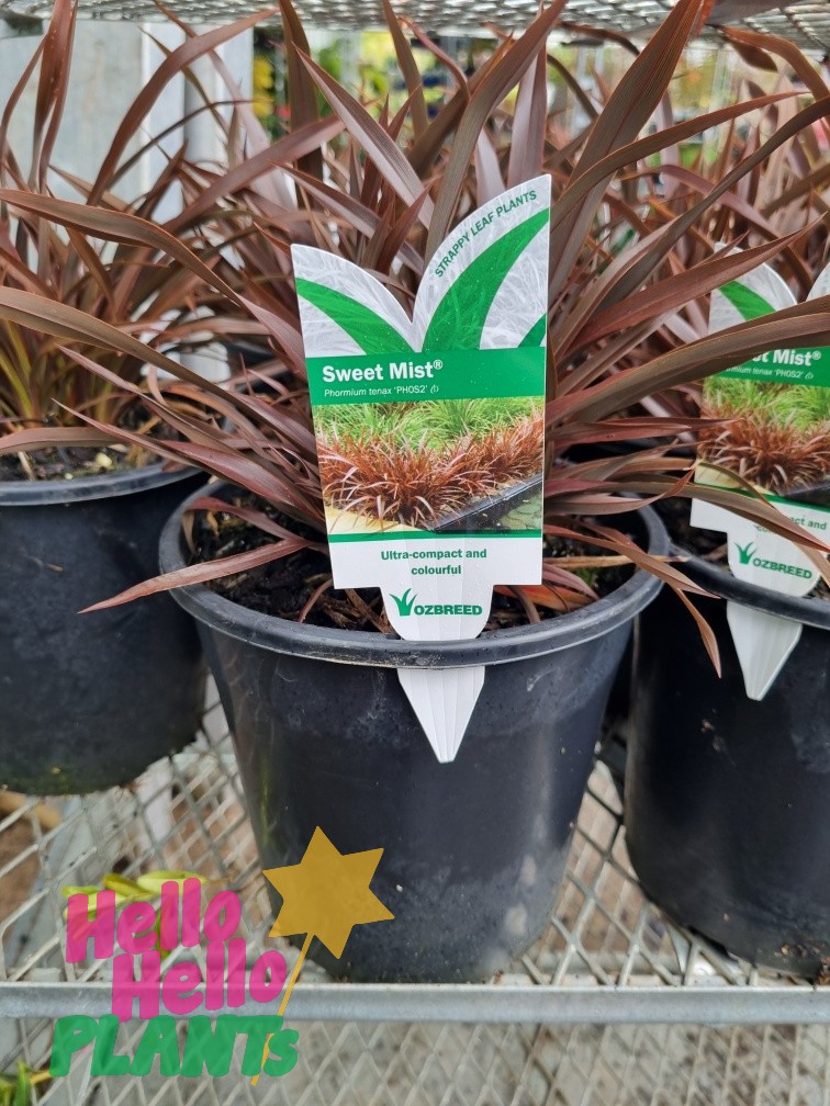 phormium tenax sweet mist flax burgundy foliage strappy grass border