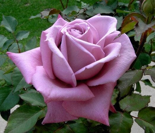 Close-up of a blooming Rose 'Plum Crazy' 2ft Standard (Bare Rooted), surrounded by green leaves with a blurred grassy background.