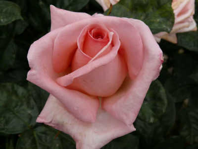 Close-up of a pink Rose 'Susan' 2ft Standard (Bare Rooted) in bloom, set among dark green leaves. Supplied bare-rooted for easy planting.