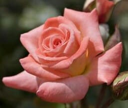 Rose 'Violet Carson' Bush Form