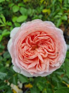 Close-up of Rose 'Abraham Darby' (David Austin) in full bloom, showcasing its layered pink petals and green leaves in a garden setting.