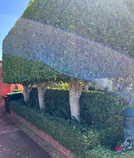 Ficus hillii 'Hill's Weeping Fig' 100L