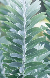 Acacia 'Blue Bush Wattle' 6" Pot features symmetrical, elongated green leaves arranged alternately along a central stem—ideal for display in your home or garden.