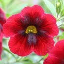 Close-up of Calibrachoa Superbells® 'Pomegranate Punch' in a 6" pot, featuring vivid red blooms with dark centers and yellow highlights set against lush green foliage.