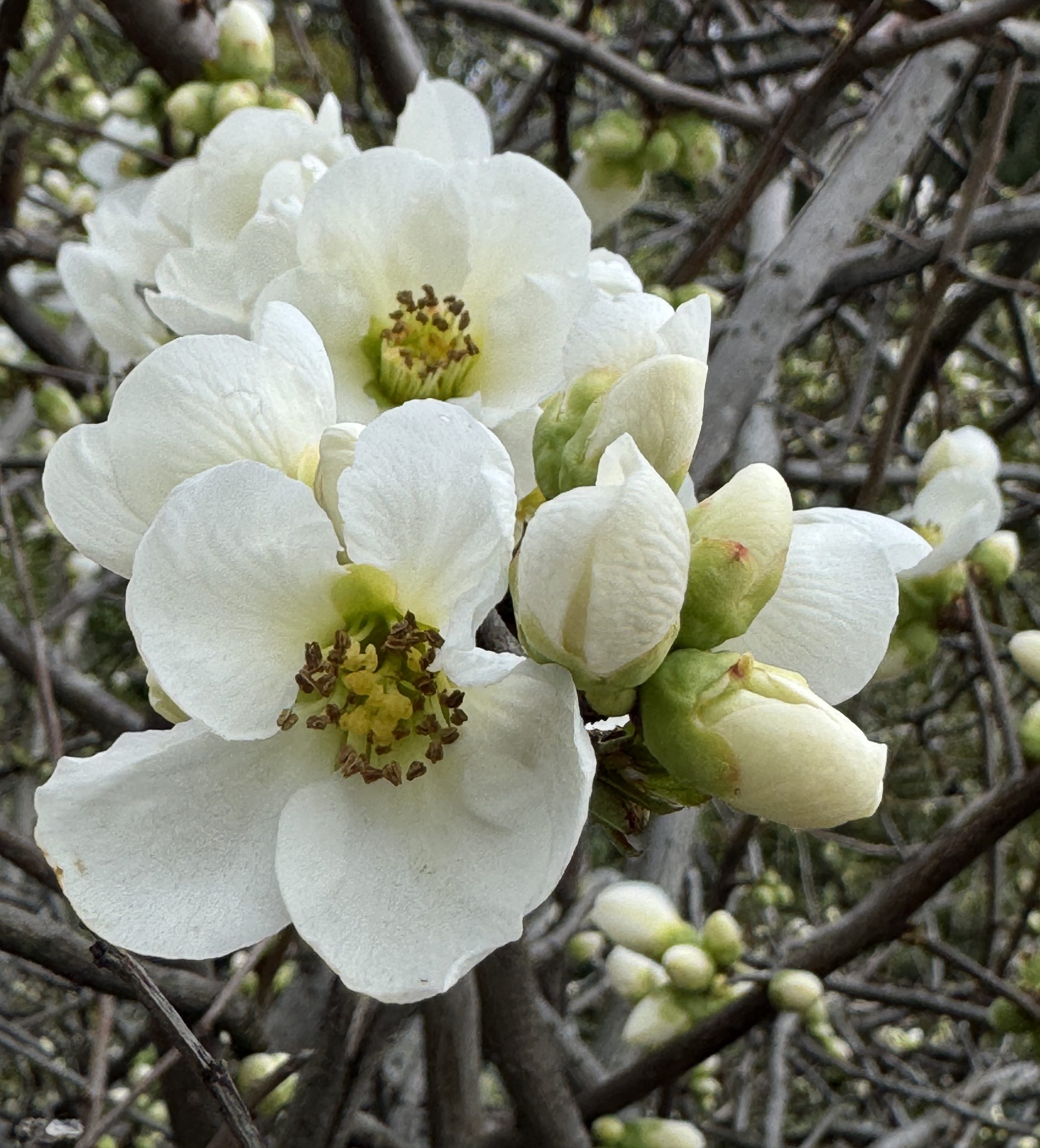 Chaenomeles 'White Flowering Quince'
