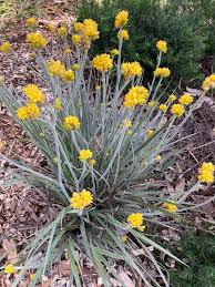 Conostylis 'Silver Sunrise' Cotton Heads in a 6" pot displays grass-like green leaves and tall stems with small, round yellow blooms, thriving in a garden bed with brown mulch.