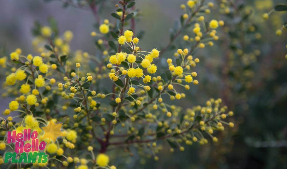 Hello Hello Plants Nursery Campbellfield Melbourne Victoria Australia Acacia buxifolia Box Wood Acacia wattle flowers yellow blossoms