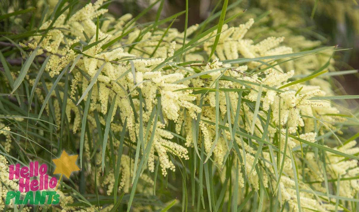 Hello Hello Plants Nursery Campbellfield Melbourne Victoria Australia Acacia floribunda flowers and leaves