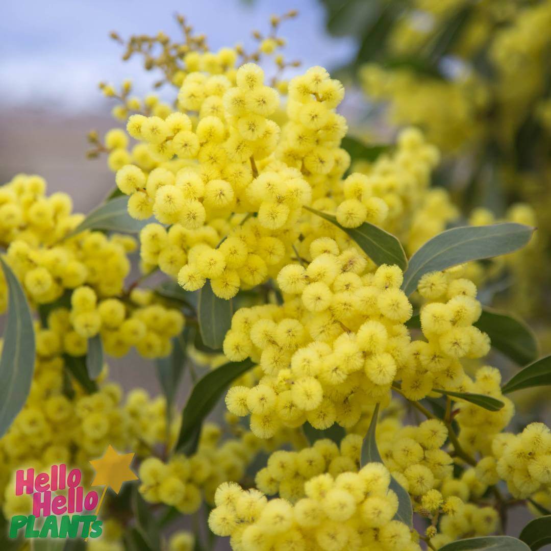 Hello Hello Plants Nursery Campbellfield Melbourne Victoria Australia Acacia pycnantha Golden Wattle flowers close flowers wattle blossom