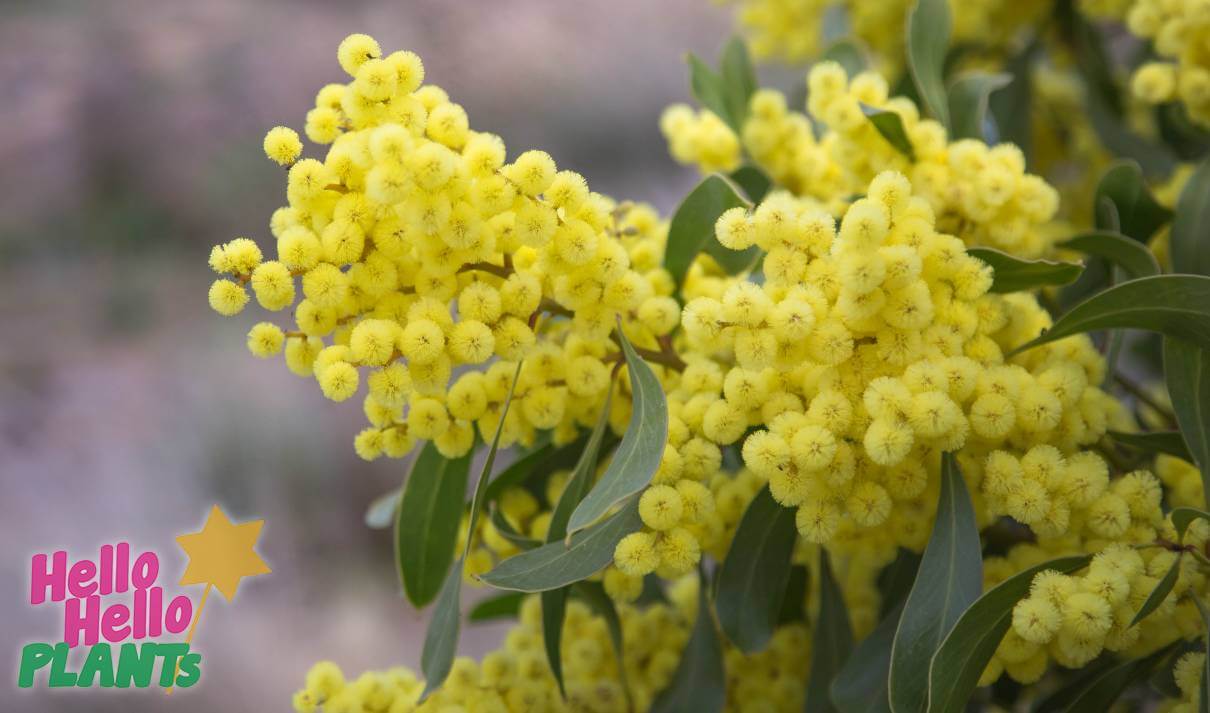 Hello Hello Plants Nursery Campbellfield Melbourne Victoria Australia Acacia pycnantha Golden Wattle flowers up close
