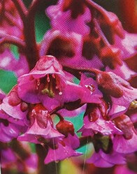 Close-up of Bergenia 'Red Beauty' flowers in vivid pink with water droplets, set against a blurred green and red backdrop. Perfect for display in a 6" pot.