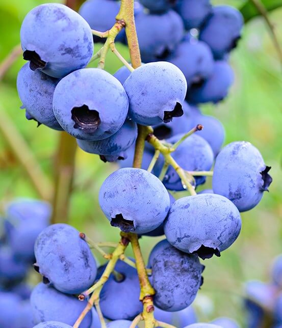 Vaccinium 'Vitality' Blueberry 6" Pot: clusters of ripe blueberries on slender branches, ideal for adding vibrant greenery and fresh fruit to your garden.