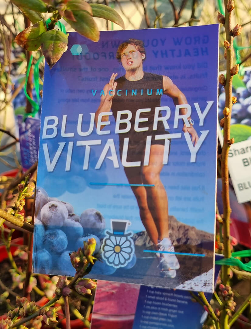 Vaccinium 'Vitality' Blueberry 6" Pot