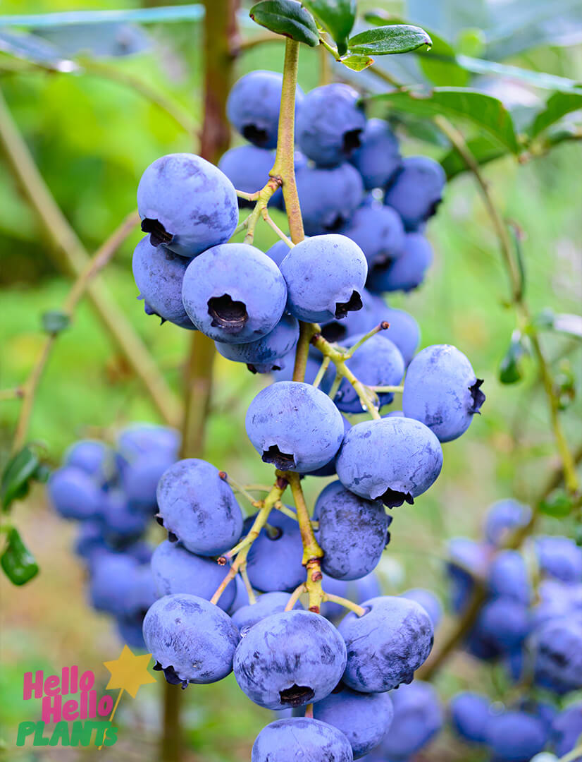 Vaccinium 'Vitality' Blueberry 6" Pot