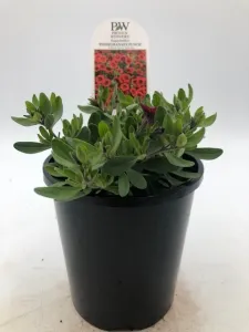 Calibrachoa Superbells® 'Pomegranate Punch' 6" Pot