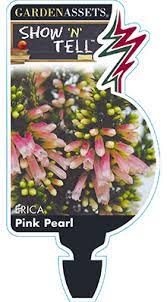 Erica carnea Pink Pearl Winter Heath Label