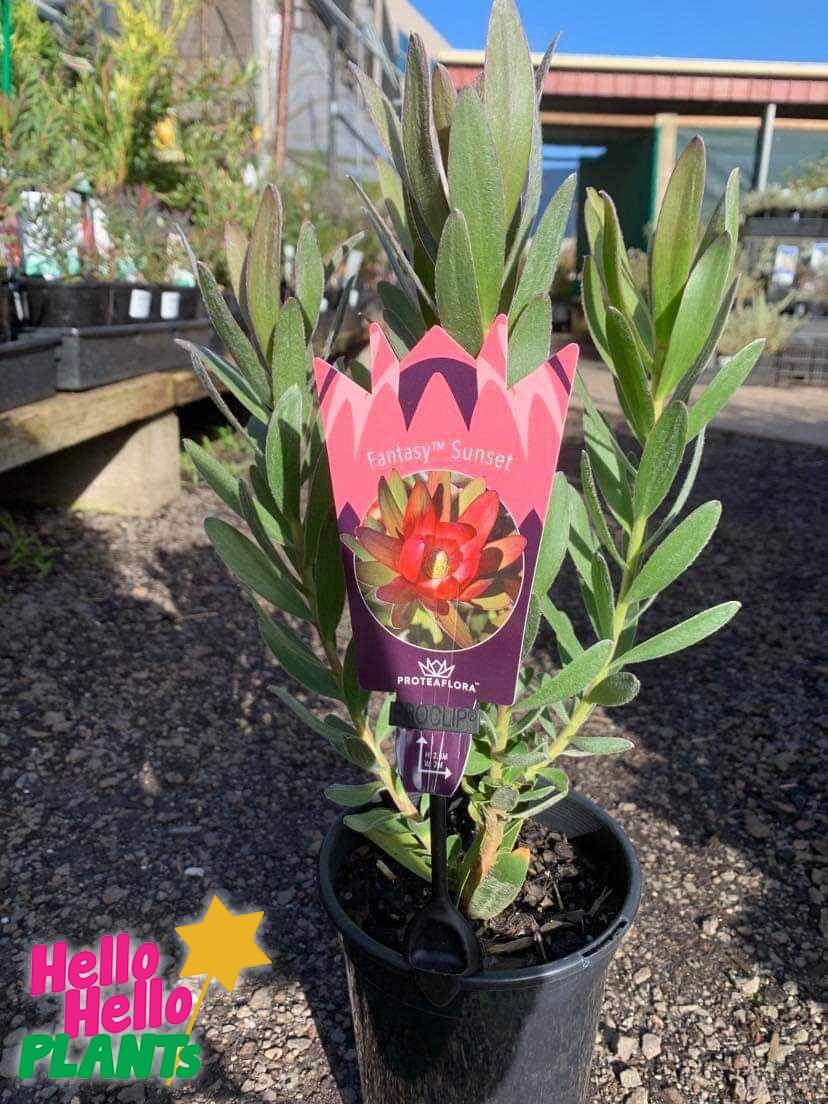 Leucadendron 'Fantasy™ Sunset' 6" Pot