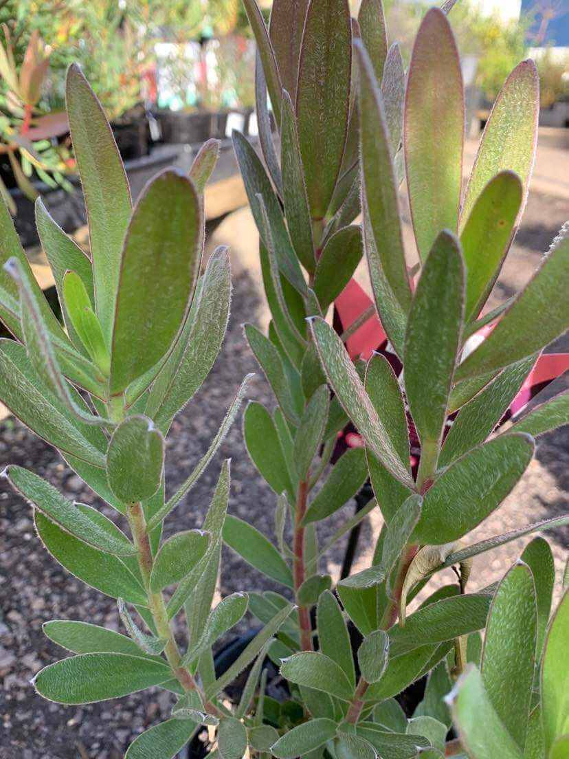 Close-up of Leucadendron 'Fantasy™ Sunset' in a 6" pot, showing its elongated oval leaves and soil, with other garden plants visible in the background.