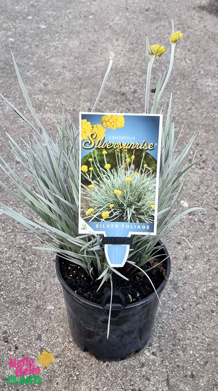 Conostylis 'Silver Sunrise' Cotton Heads 6" Pot