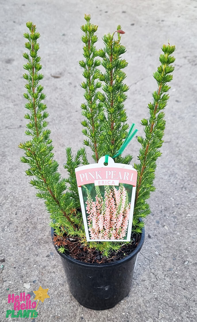 Hello Hello Plants Erica Pink pearl 6″ Pot