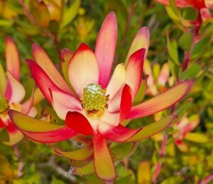 A close-up of Leucadendron 'Amy' in an 8" pot, featuring its vibrant red and yellow pointed petals, cone-shaped center, and lush green foliage.