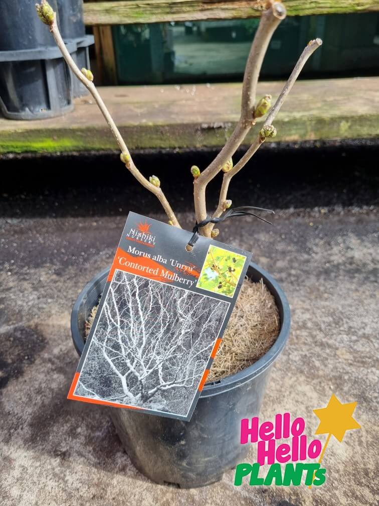 Morus Unryu 'Contorted Mulberry'