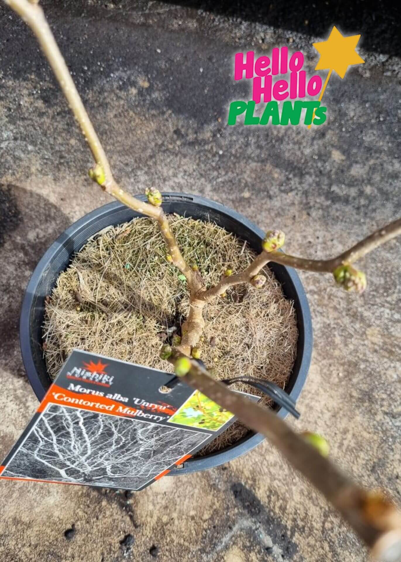 Morus Unryu 'Contorted Mulberry'