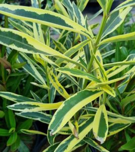 Nerium 'Variegated Double Pink' Oleander in an 8" pot has elongated, narrow leaves with green centers and yellow edges, growing densely on upright stems.