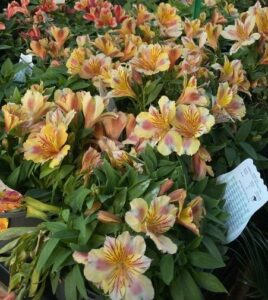 Alstroemeria 'Inca Husky' Peruvian Lily plants with green leaves are displayed in 6" pots at the garden center, each featuring plant care tags among the foliage.