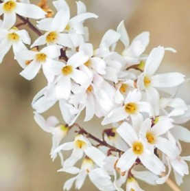 Abeliophyllum 'White Forsythia' 8" Pot features clusters of small white blooms with yellow centers on a branch, set against a soft, blurred background—ideal for adding elegant charm to your garden.