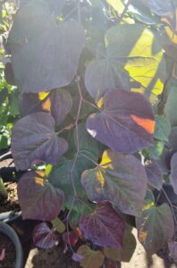 Sunlight highlights the heart-shaped leaves of the Cercis 'Ruby Falls' PBR Weeping Redbud in a 20" pot, showing off its green, purple, and reddish tones and creating a beautiful light-and-shadow contrast.
