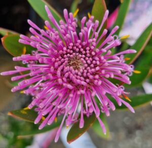 Close-up of Isopogon 'Pink Bouquet' Coneflower in a 6" pot, featuring pink slender petals and green leaves—ideal for brightening your space or adding to floral arrangements.