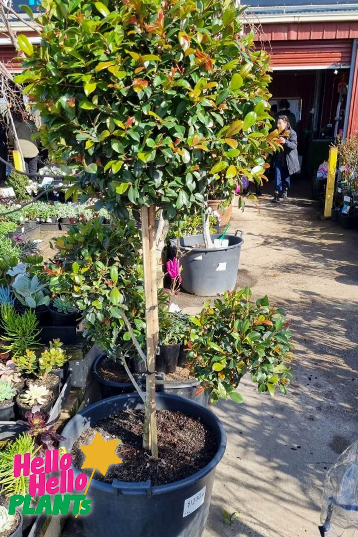 Syzygium 'Resilience' Lilly Pilly (Cloud Pruned) 75L