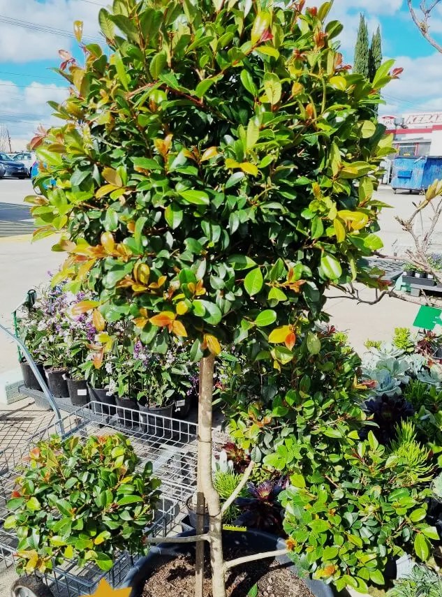 A Syzygium 'Resilience' Lilly Pilly (Cloud Pruned) 75L with dense green foliage and reddish new leaves is displayed outdoors among other plants and shopping carts.