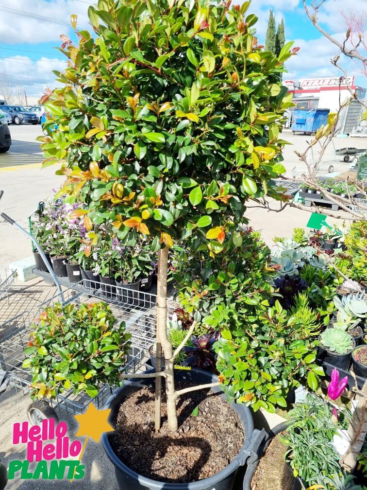 Syzygium 'Resilience' Lilly Pilly (Cloud Pruned) 75L