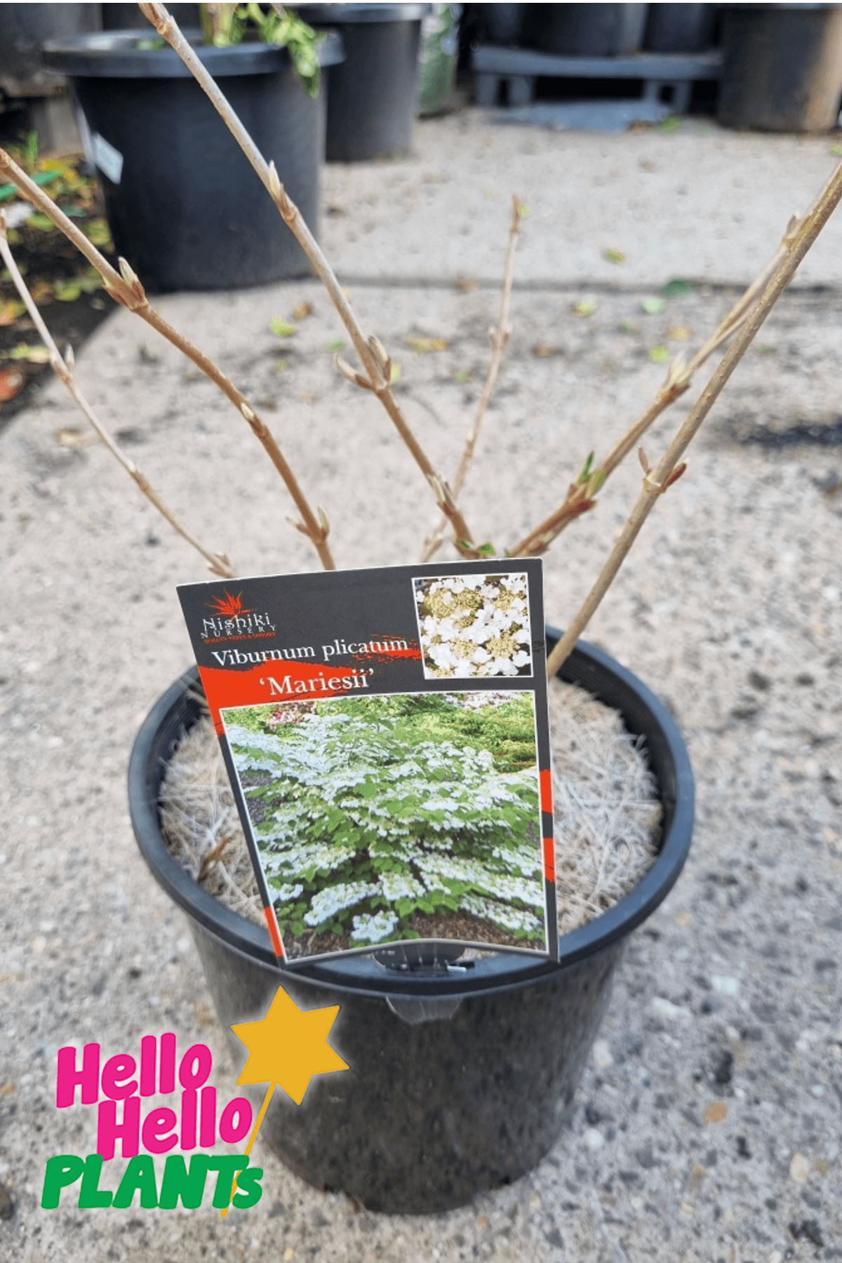 Viburnum plicatum 'Mariesii' 8" Pot