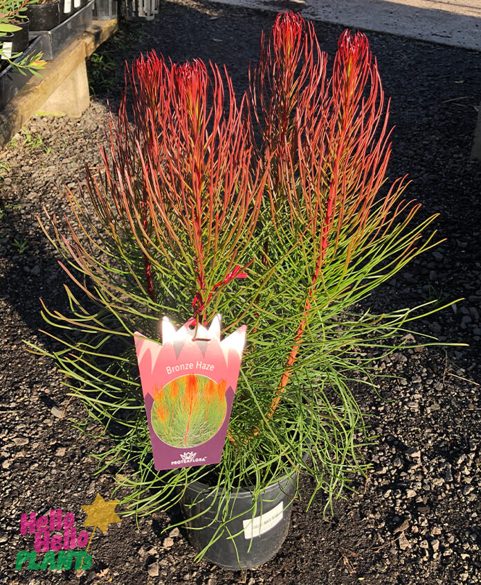 Aulax 'Bronze Haze' 10" Pot