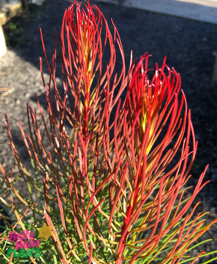 Aulax 'Bronze Haze' 10" Pot