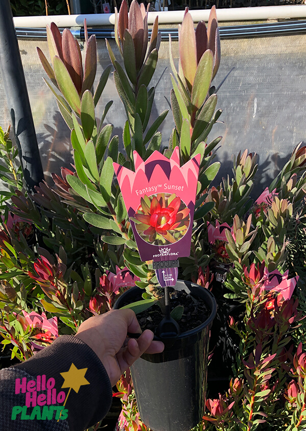 Leucadendron 'Fantasy™ Sunset' 6" Pot