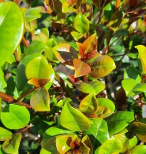 Close-up of green and reddish-brown leaves on a Syzygium 'Cherry Bomb' Lilly Pilly 10" Pot shrub in bright sunlight.