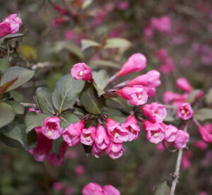 The Weigela 'Foliis Purpureis' 6" Pot features clusters of pink tubular flowers and green leaves, creating a striking display against a soft background of similar blooms.