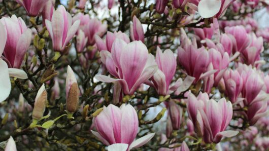 Hello Hello Plants Nursery Campbellfield Melbourne Victoria Australia magnolia soulangeana flowers saucer magnolia