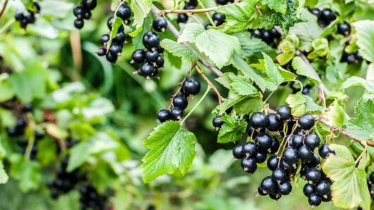 Hello Hello Plants Nursery Campbellfield Melbourne Victoria Australia ribes black currant fruit on branch