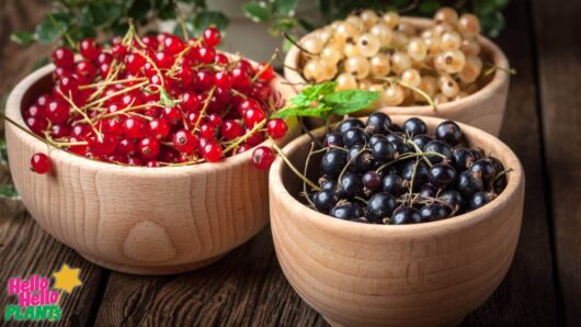 Hello Hello Plants Nursery Campbellfield Melbourne Victoria Australia ribes black currant red currant white currant fruit in bowls